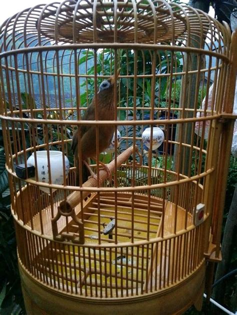 養鳥禁忌|【家裡養鳥】家裡養鳥禁忌全攻略！風水注意事項不可不知